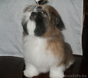 очаровательный щенок ши-тцу #192105