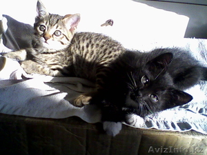 отдам милых котят в хорошие руки #196087