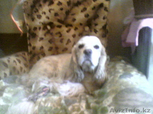 разное,  услуги,  вязка #193121