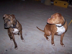 Kulbekov Kuanish #186902