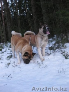 американская акита #202841