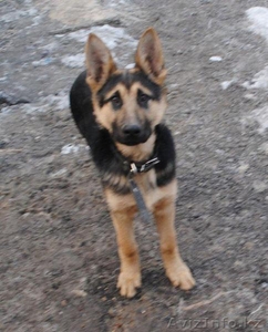 Пропал щенок немецкой овчарки Алматы #207198