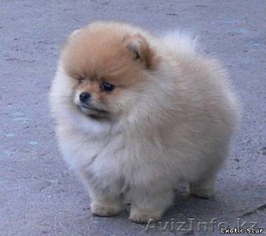 Померанского шпица щенки #195796