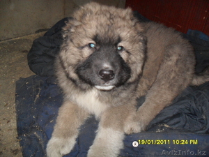 Продам щенка кавказской овчарки #202340