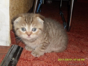 Продам Котят породы Скотишь Фолд, Приученые к Горшку, чистоплотные #185756