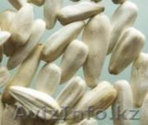 Частное лицо       Нурзия #208992