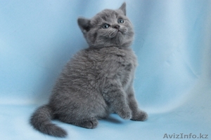 Очаровательные котята-бриташки #199471