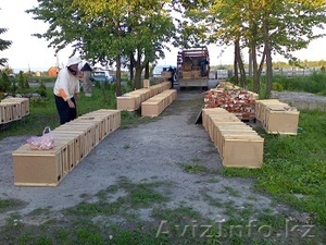 Продам пчелопакеты Карпатка в Украине. Готовим все документы для ввоза в Россию #193608