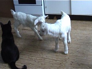 Продам молочных козлят #241871