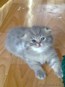Шотландский вислоухий котенок #240066