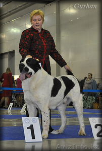 Cреднеазиатской овчарки щенков #218199