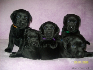 Щенок лабрадора #220801