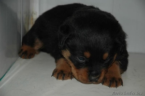 Ротвейлер - Щенки #218657