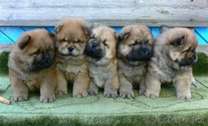 продаются щенки Чау-Чау в Алматы #243560