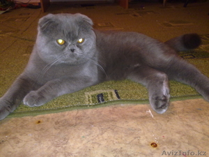 Шотландский вислоухий кот #240061