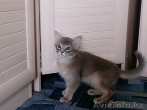 Котята породы СОМАЛИ #154098