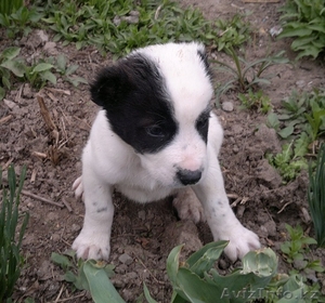 Продам щенков  средне-азиатской овчарки  #231280