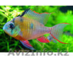 Продаю аквариумных  рыбок оптом #217123