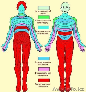 Диагностика РУНО #234058
