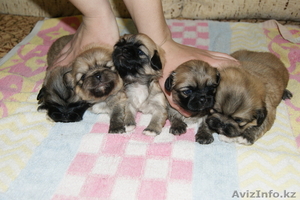 продам щенят пекинеса #233942