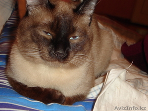 дарю кота-сиамца,  молодых 2 кошечек #241821