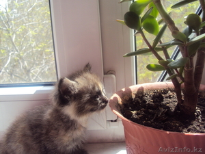 Отдам котенка в добрые ХОРОШИЕ руки #245356