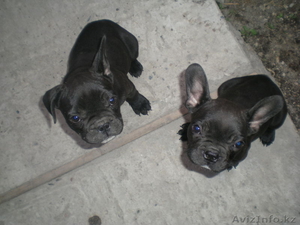 г.Тараз 87262527728,  87754580750 #248434