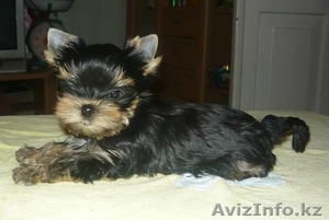 Йоркширского терьера щенки продаются #227705