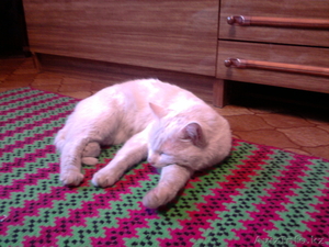 Отдам в добрые руки #247264