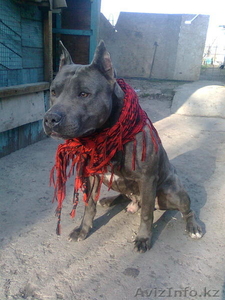 Вязка Амстафф ищет подругу!,  #247669