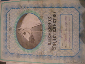 продам лошадей 