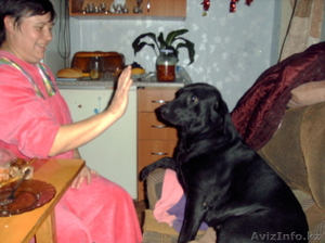 Лабрадор ищет друга #217748