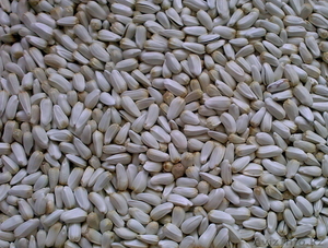 Продам семена сафлора #221079