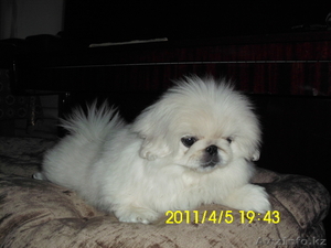 Впервые в Уральске!!! #225427