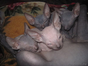 Продам котят Донский сфинкс, родители с родословными. #242308