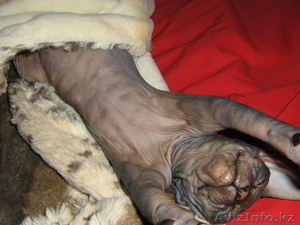 котенок донского сфинкса #217756