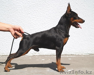 Цверпинчера щенки родословная РКФ #243786