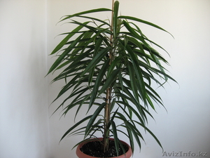 Продам комнатное растение - фикус Биннедийка Али. #230136