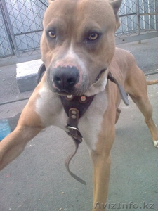 отдам в хорошие руки стаффордширского терьера #243149