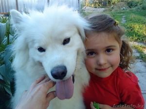 продам щенков самоедской лайки #234099