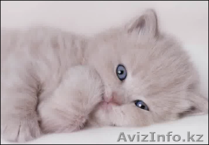 Katya_kus_88@mail.ru #224694