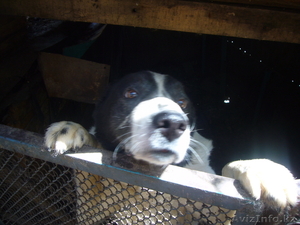 Евгений ketevann@mail.ru 87772299040 #243942