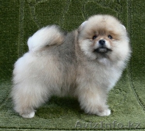 продаются щенки Померанского Шпица в Алматы #243568