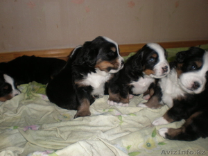 Элитные щенки Бернского Зенненхунда #222981