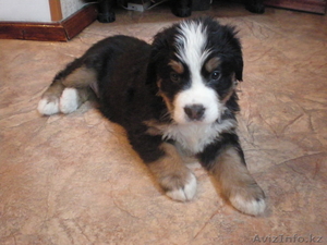 щенки бернского зенненхунда #216468