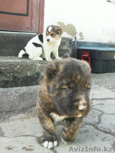 Продам щенков САО      #239381