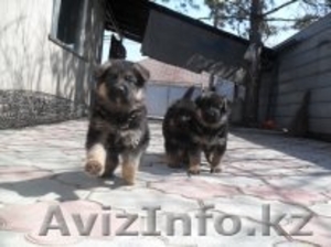 1, 5 щенки нмецкой овчарки #229167