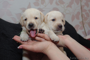  лабрадора ретривера щенки #230496