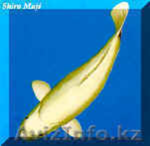 Продажа аквариумных рыб (карп кои) #239093