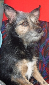 Возьму щенка ягд-терьера #239067